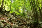 2014-07-05_Laengental-N-Hochweg (466). JPG